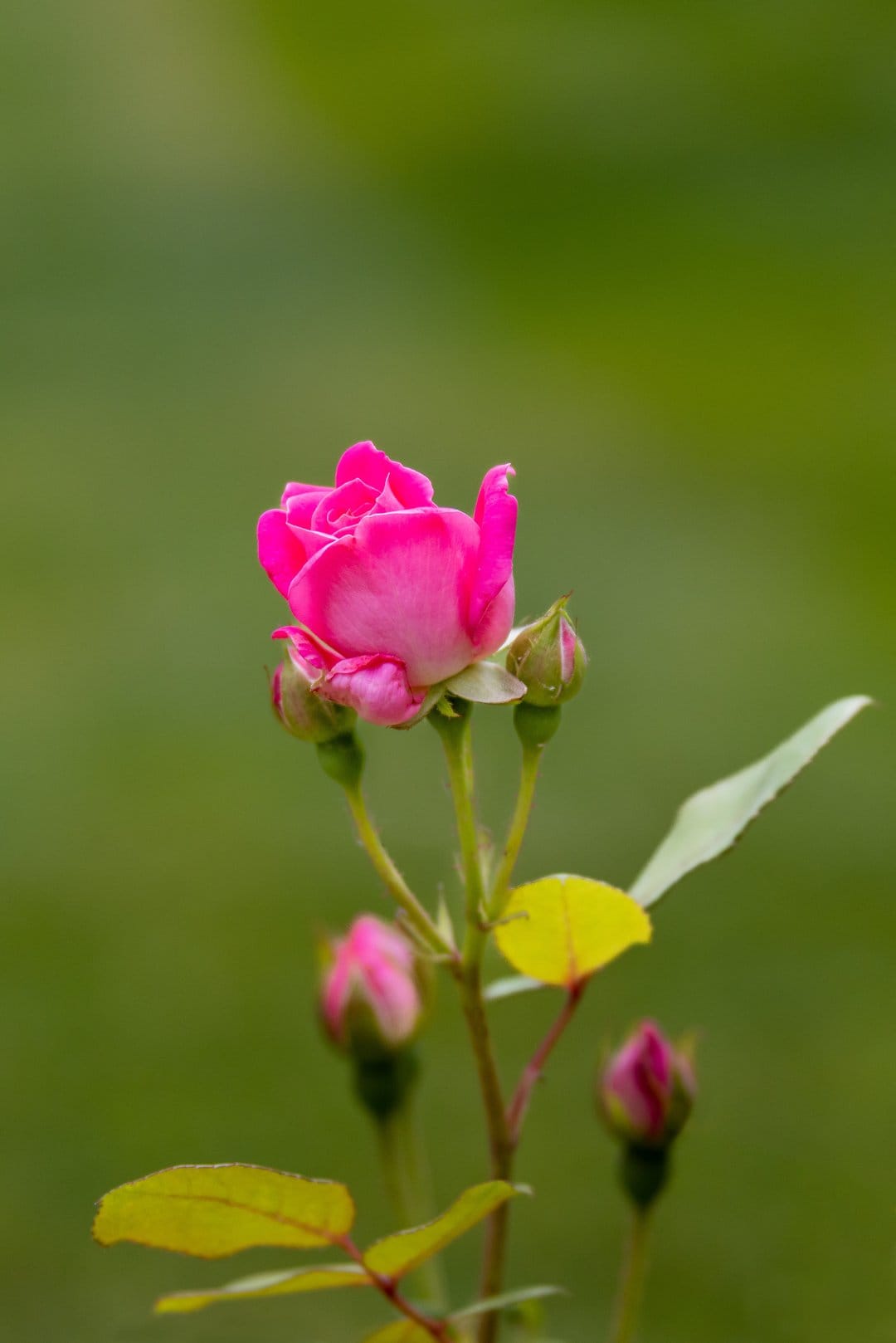 Pink rose in full bloom surrounded by several tightly furled green buds and soft leaves in a garden.