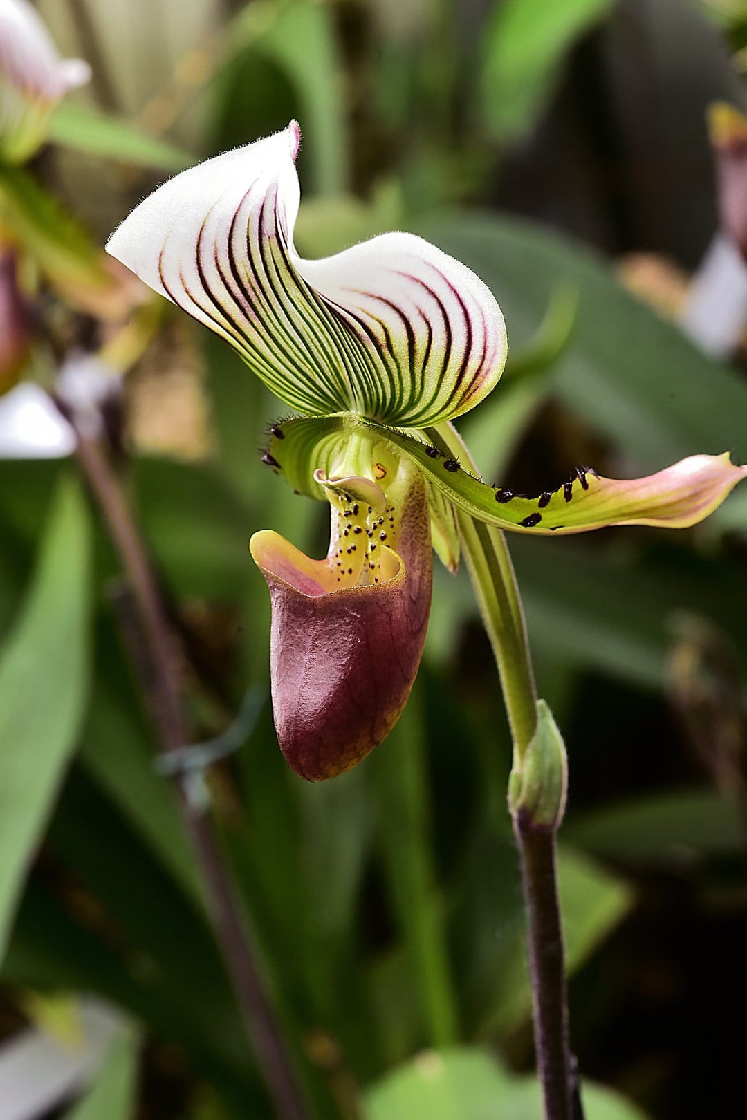 Paphiopedilum orchid with purple-striped white petals and a deep burgundy pouch against a soft green background.