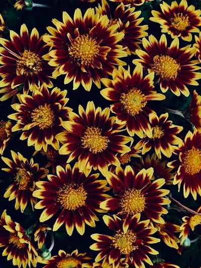 autumn flowers,asters,flower,nature,beautiful wallpaper,beautiful flowers,floral background,fall,flower background,autumn colors,flower wallpaper,background