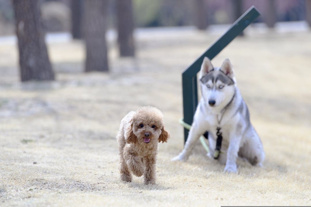 Toy poodle trotting on green grass with a Siberian husky sitting in a blurred park setting under soft daylight.
