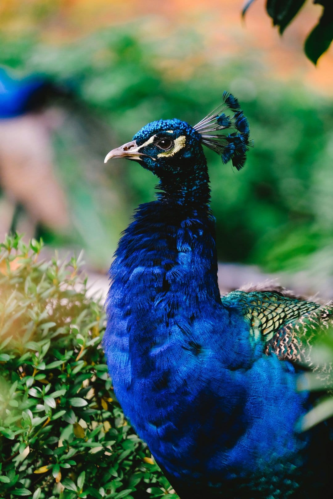 Blue peacock with a feathered crest peers through green leaves, showcasing its shimmering iridescent neck plumage.