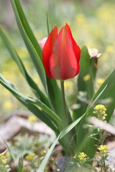 Red tulip bud unfurls beside tiny yellow flowers and green leaves against a soft, creamy blurred garden background.
