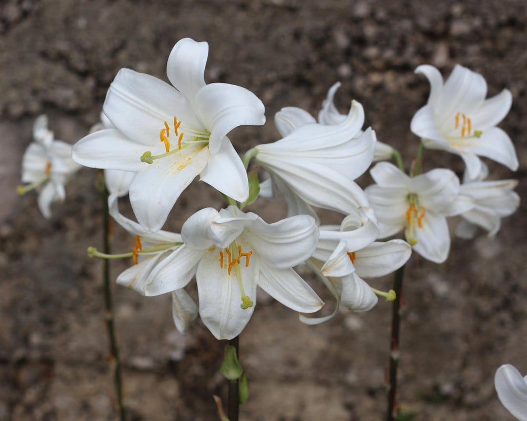 White Easter lilies with yellow stamens bloom in front of a blurred gray stone wall in a vertical garden scene.