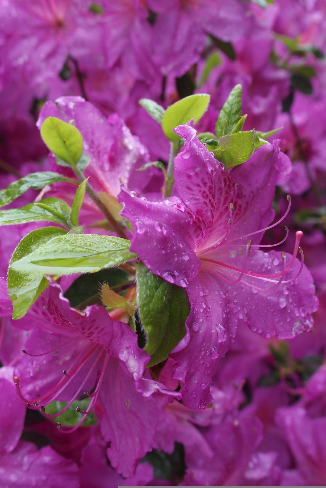 Purple azalea petals covered in clear water droplets with green leaves visible in the blurred background.