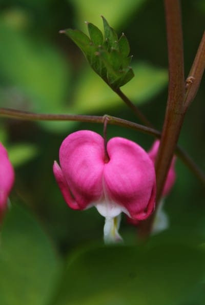 Pink bleeding heart flower with white center petals hangs from a stem against a soft-focus green background.