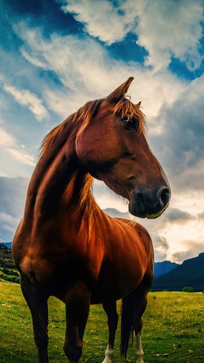 Equine, nature, majestic, animal, golden light, dramatic sky, pasture, horse, beautiful, rural, brown horse, outdoor, breathtaking, landscape, clouds, peaceful, strong, graceful, warm tones, freedom