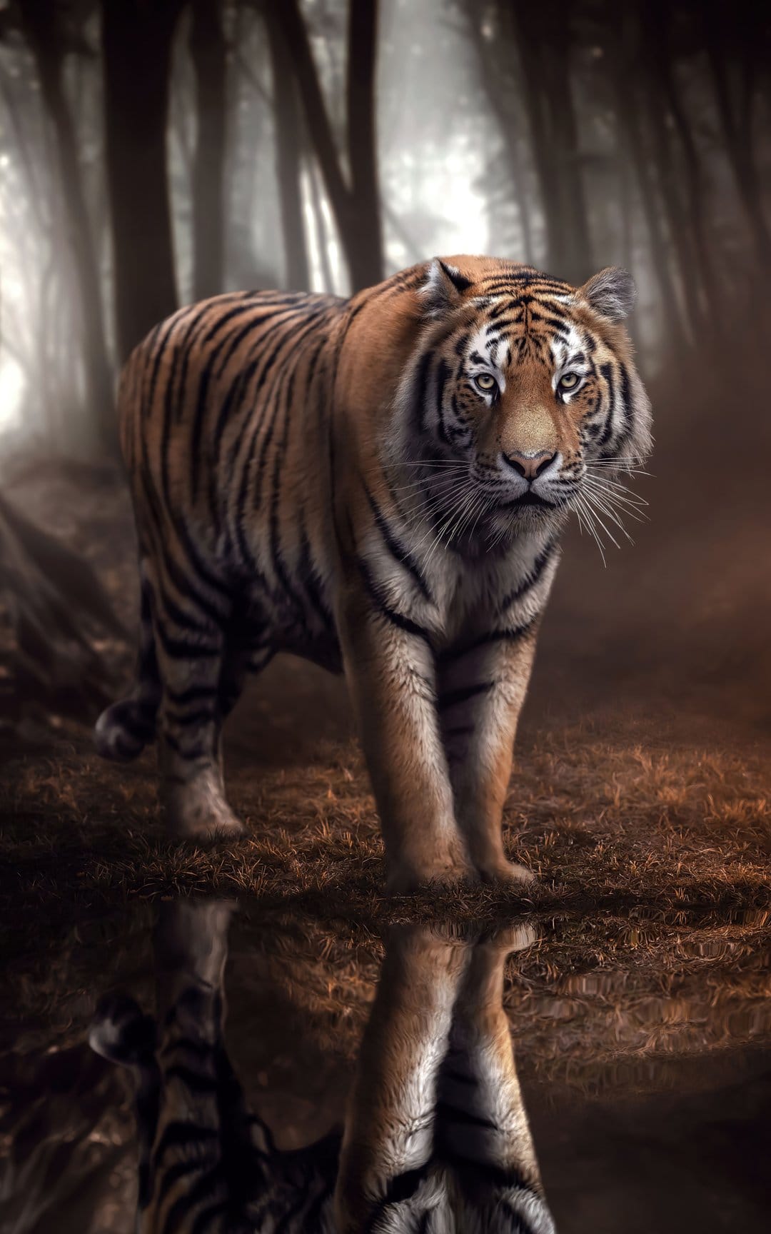 Orange striped tiger stands by still water with a clear reflection among dark trees in a dense, foggy woodland.