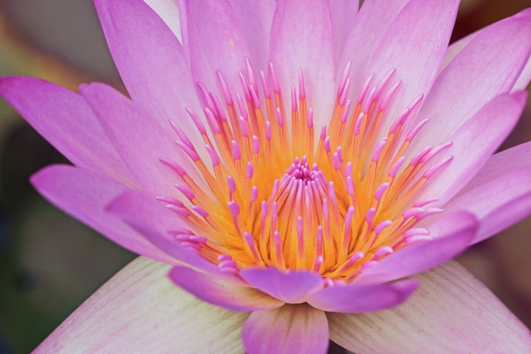 Pink water lily petals surround bright yellow stamens in a detailed macro close-up with a blurred background.