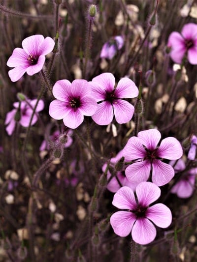 Pink geranium blossoms with veined petals and dark centers bloom amid blurred green stems and hairy buds in macro.