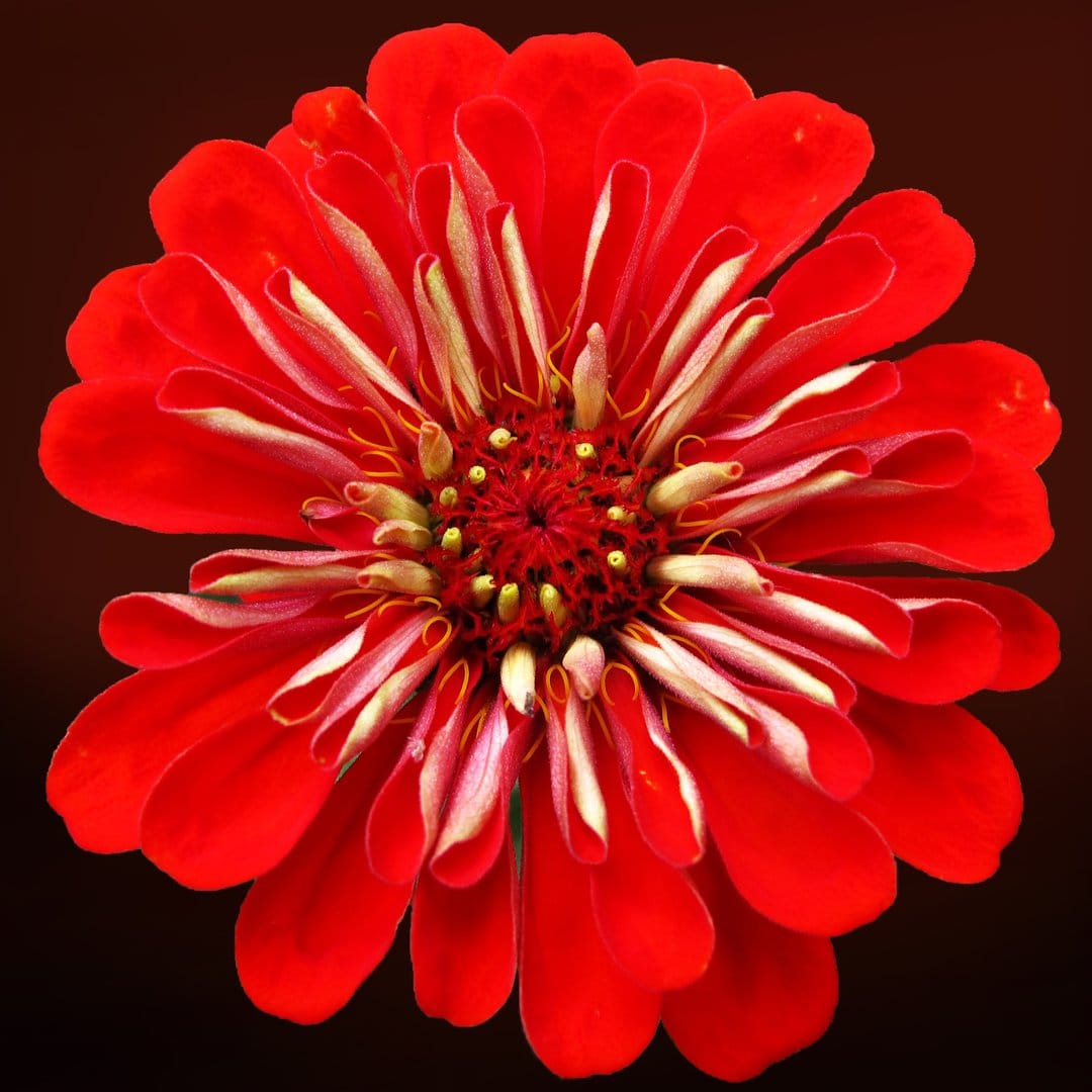 Red zinnia petals radiate from a yellow center against a dark, out-of-focus background in macro close-up.