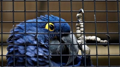 parrot,free wallpaper,blue parrot,bird,animal,avian flu,desktop backgrounds,nature,4k wallpaper,wildlife,cage,bird cage,wallpaper 4k,hd wallpaper,zoo,4k wallpaper,mac wallpaper,cool backgrounds,full hd wallpaper,exotic
