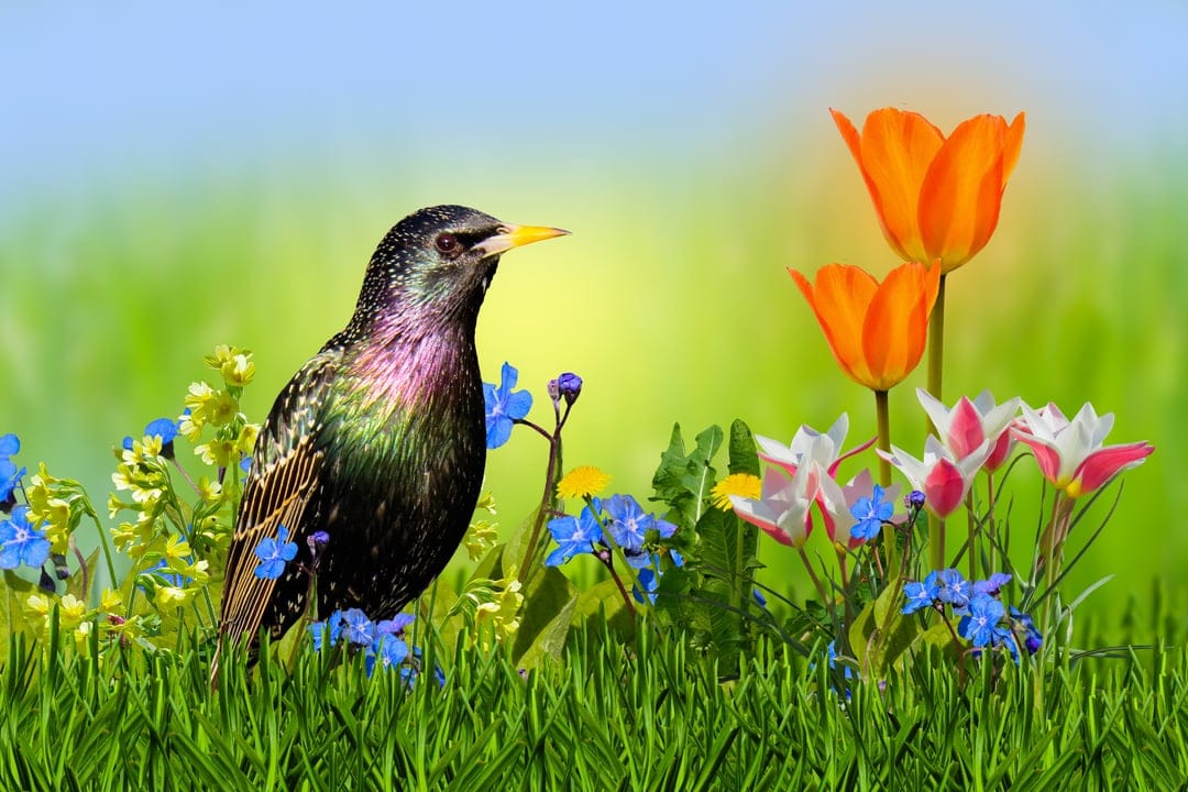 Starling bird stands in green grass surrounded by blue forget-me-nots, yellow buttercups, and orange tulips.