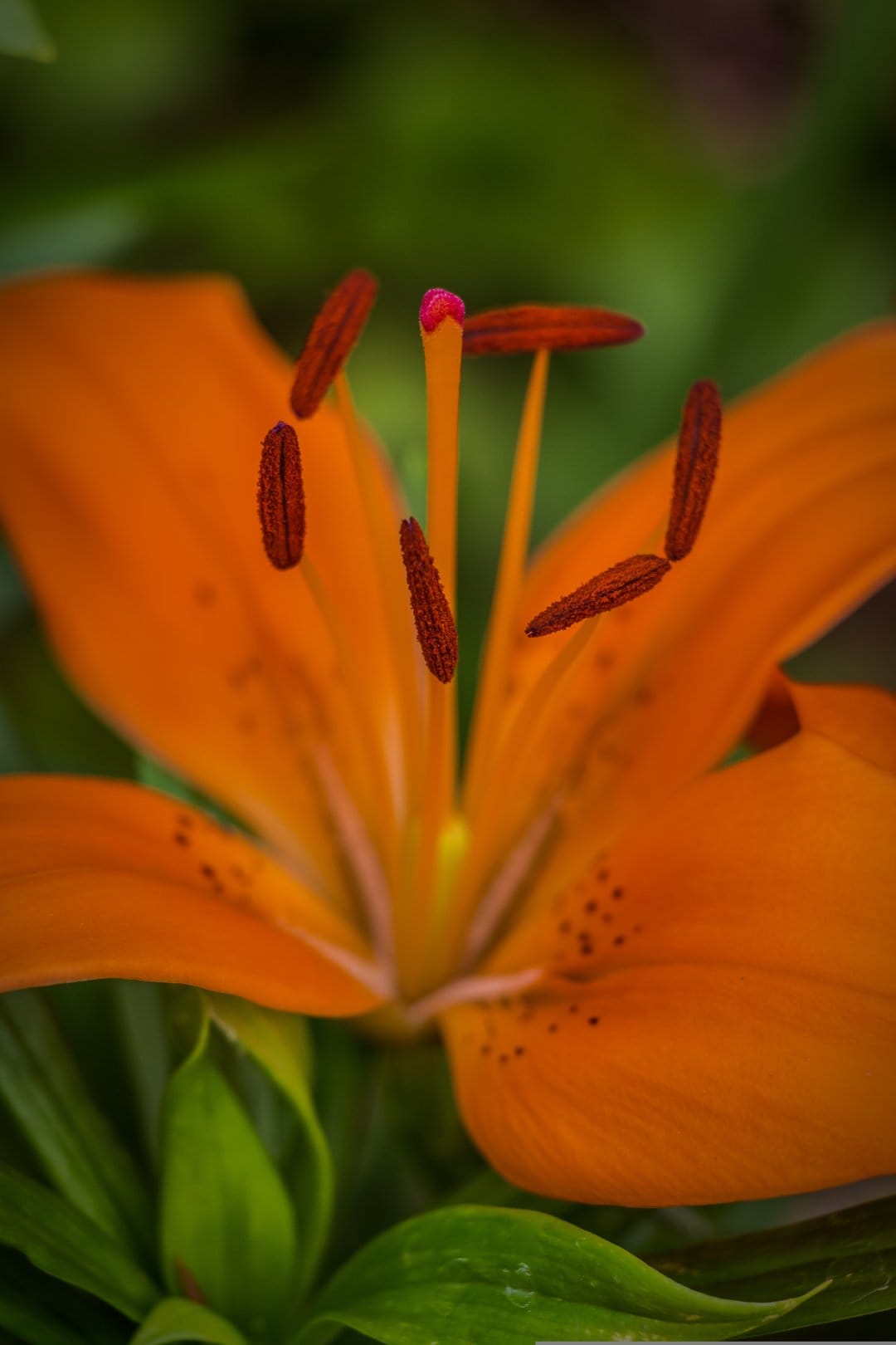 Orange lily flower close-up showing pollen-covered anthers and pink stigma against blurred green leaves.