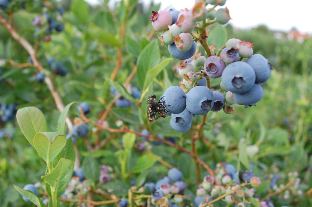 Blue and pink blueberries grow on a leafy branch with two small insects perched on the fruit clusters.