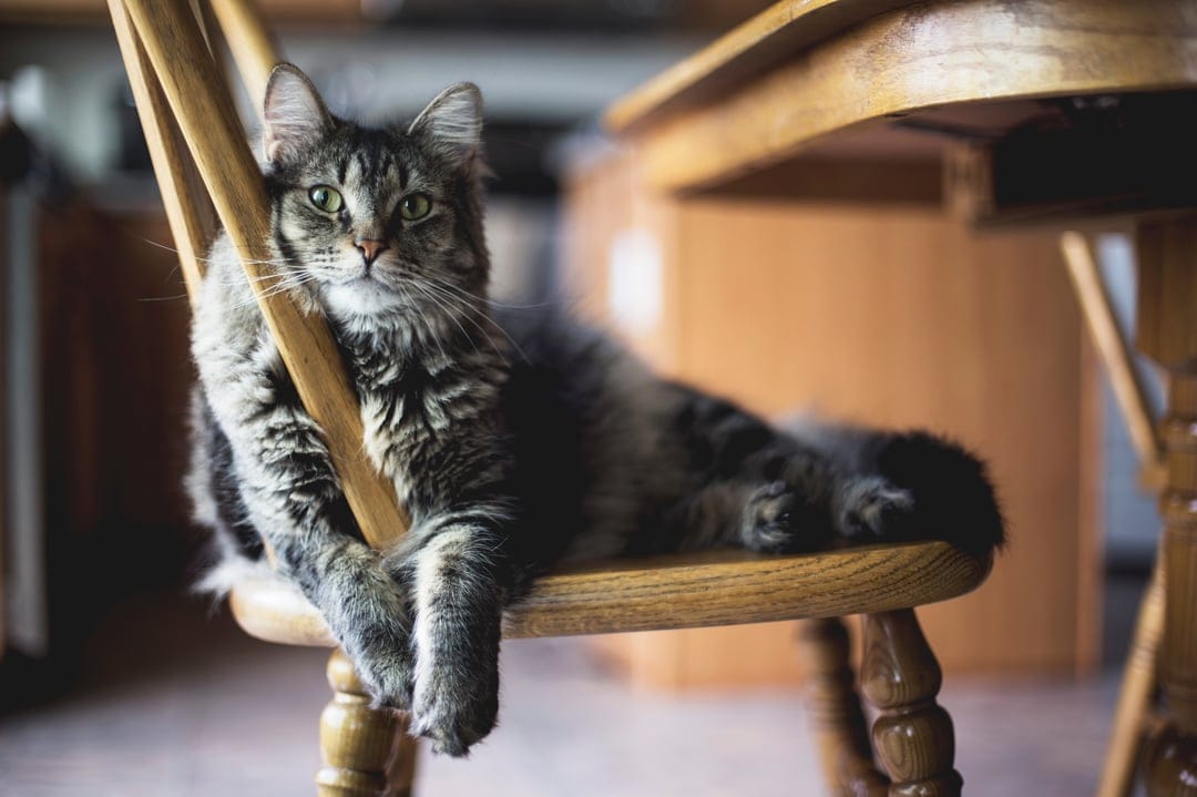 Fluffy tabby cat with green eyes lounging on a rustic wooden chair with its tail draped over the edge.