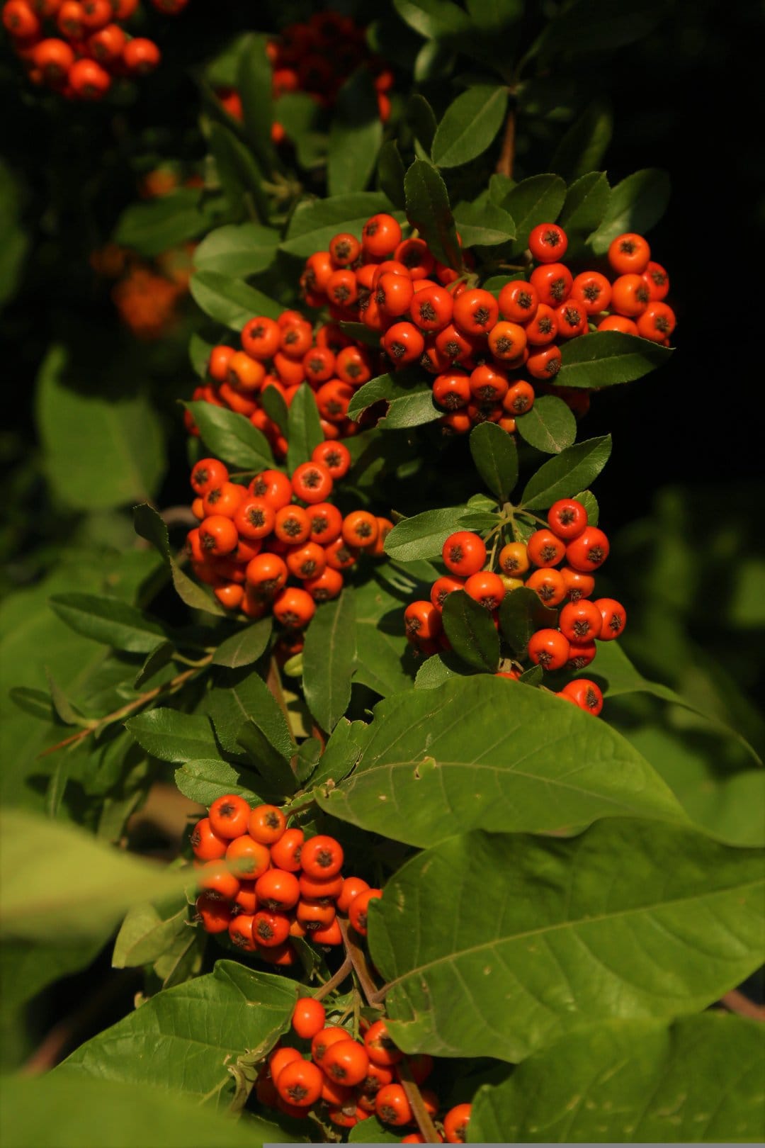 Orange pyracantha berries cluster on green leafy branches in a detailed macro nature photography shot.