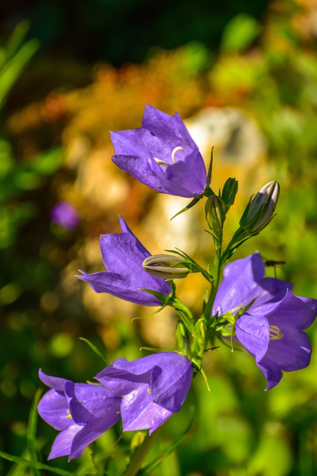 Purple bellflowers with delicate petals hang from green stems in front of a soft, blurred garden background.