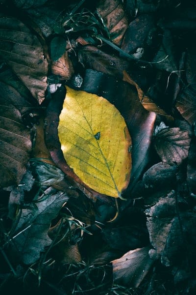autumn,autumn atmosphere,autumn colors,autumn leaf,mobile wallpaper,autumn mood,mobile wallpaper 4k,iphone wallpaper,phone wallpaper,bright,brown,colorful,dry,dry leaf,dry leaves,beautiful wallpaper,lock screen wallpaper,samsung wallpaper,fall,forest floo