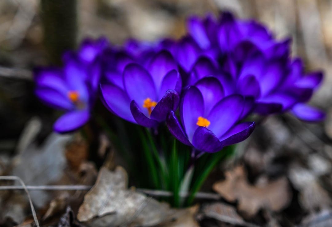 Purple crocus flowers with bright orange stamens bloom in a field against a blurred green and brown background.
