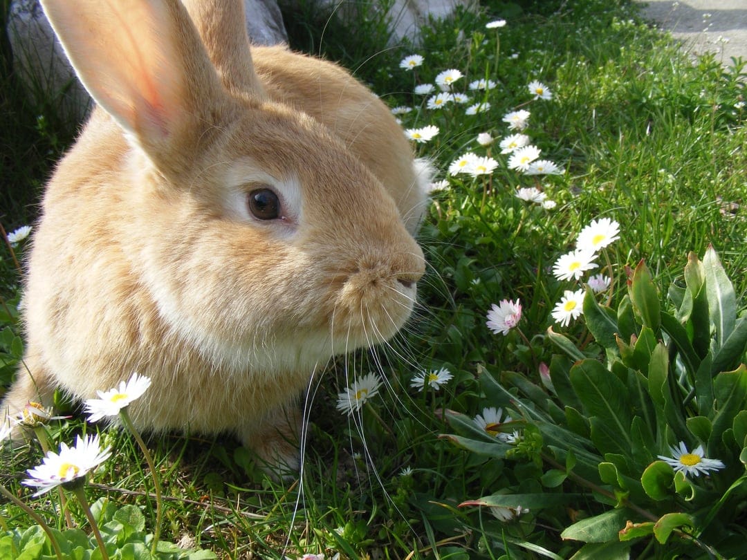 Tan rabbit with soft fur sits among white daisies and green grass in bright sunlight with a blurred background.