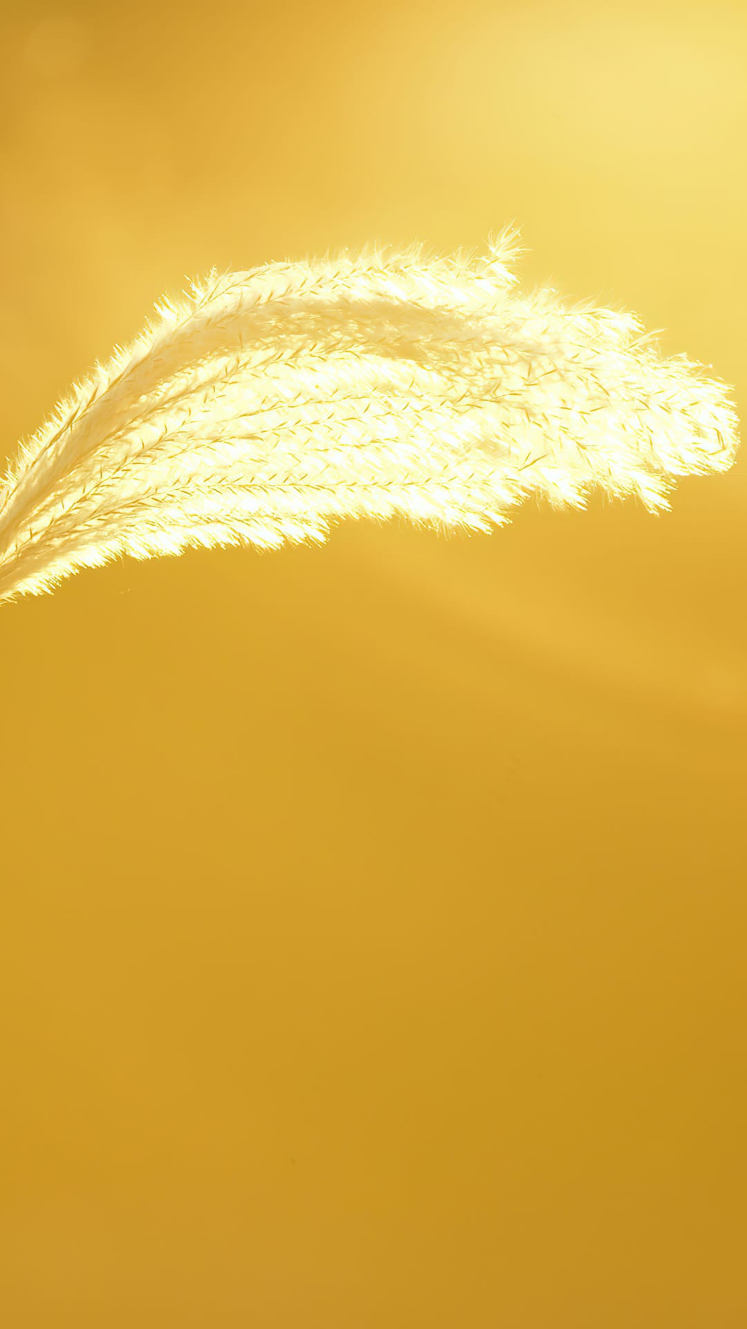 Feathery pampas grass plumes glow with intense golden backlighting against a solid orange and yellow background.