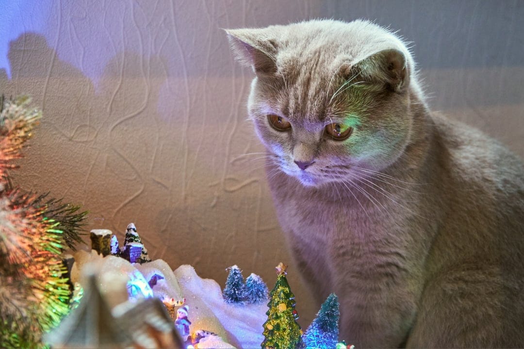 British Shorthair cat with amber eyes looks at a glowing miniature Christmas village with snowy houses and lights.