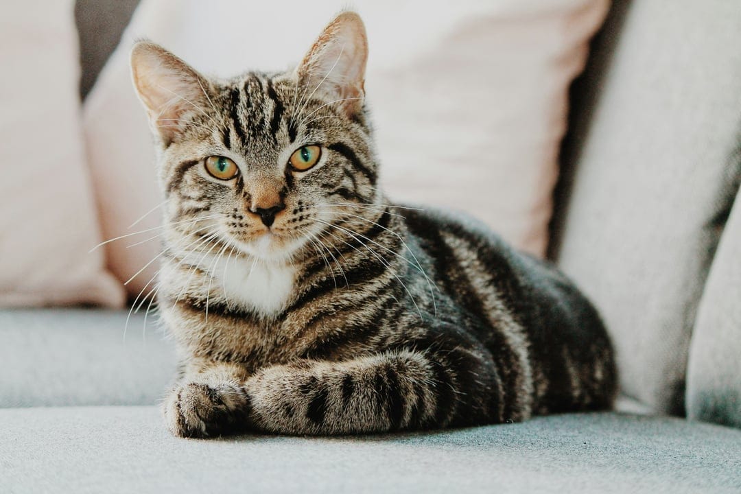 Tabby cat with green eyes lies on a grey sofa beside pink and grey pillows under soft diffused indoor lighting.
