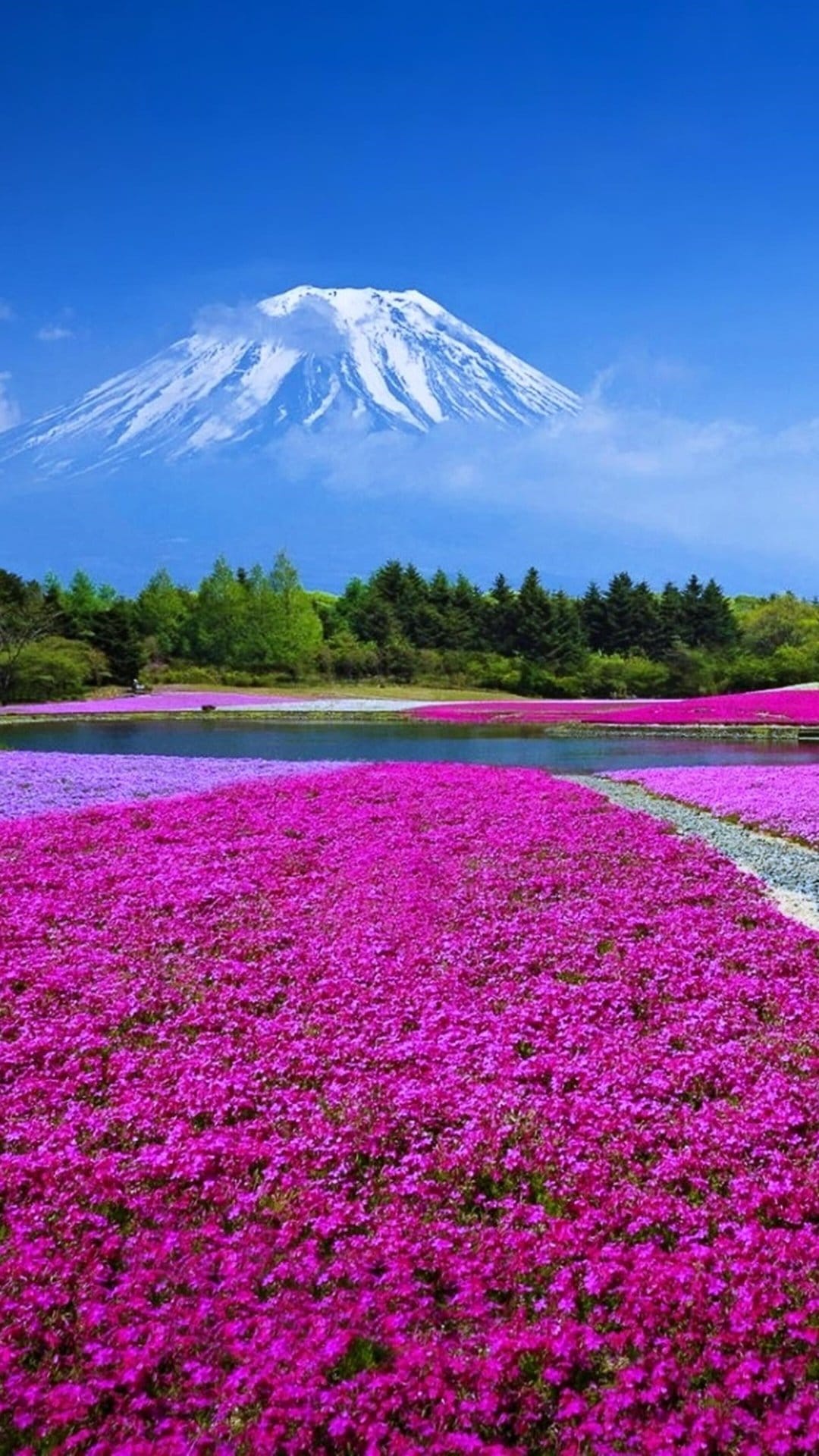 Pink moss phlox flowers carpet a field leading to a lake with Mount Fuji under a bright blue spring sky.