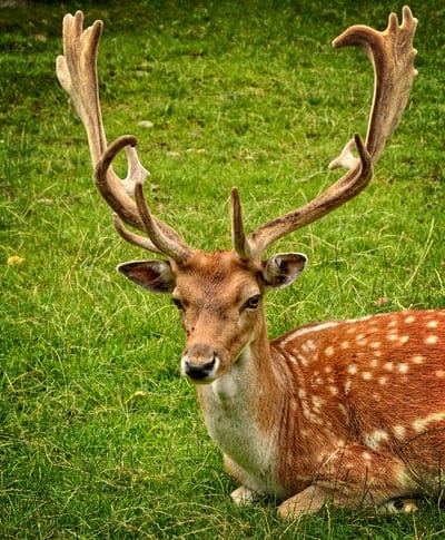 Deer  wallpaper,animal,Deer,Deer  desktop wallpaper,iPhone Deer  wallpaper