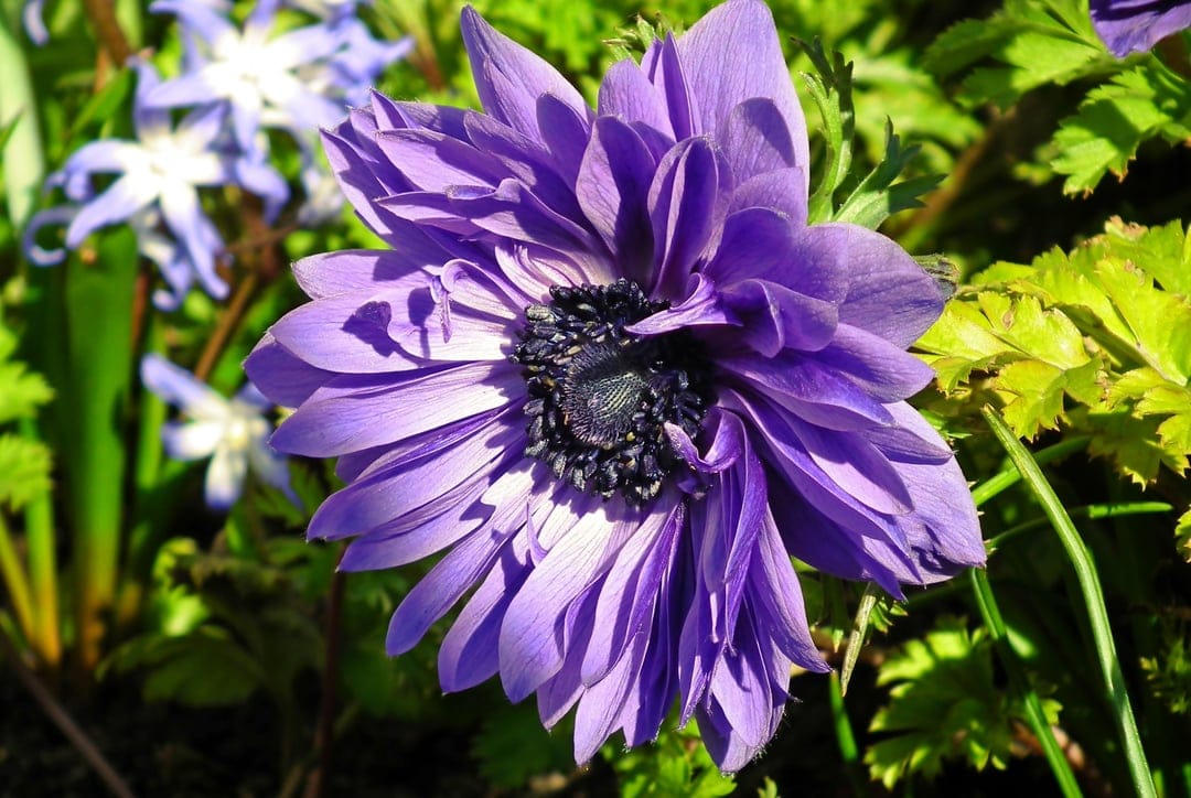 Purple anemone flower with a dark center and violet petals glows in sunlight against a soft green garden background.