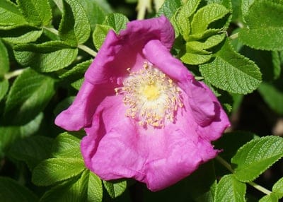 Pink wild rose with golden stamens blooms amidst serrated green leaves in a sharp, sunlight-infused macro shot.