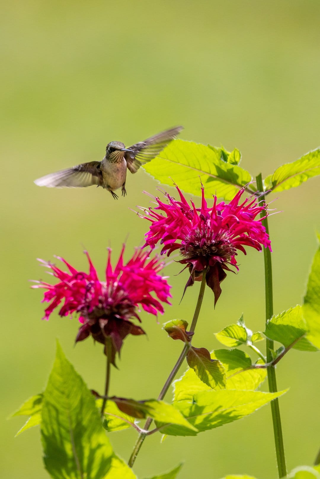 Hummingbird with blurred wings sips nectar from spiky pink bee balm blossoms against a soft green backdrop.