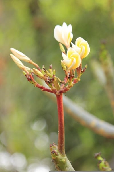 Plumeria buds with white and yellow petals grow on a red stem against a blurred green leaf background in macro.