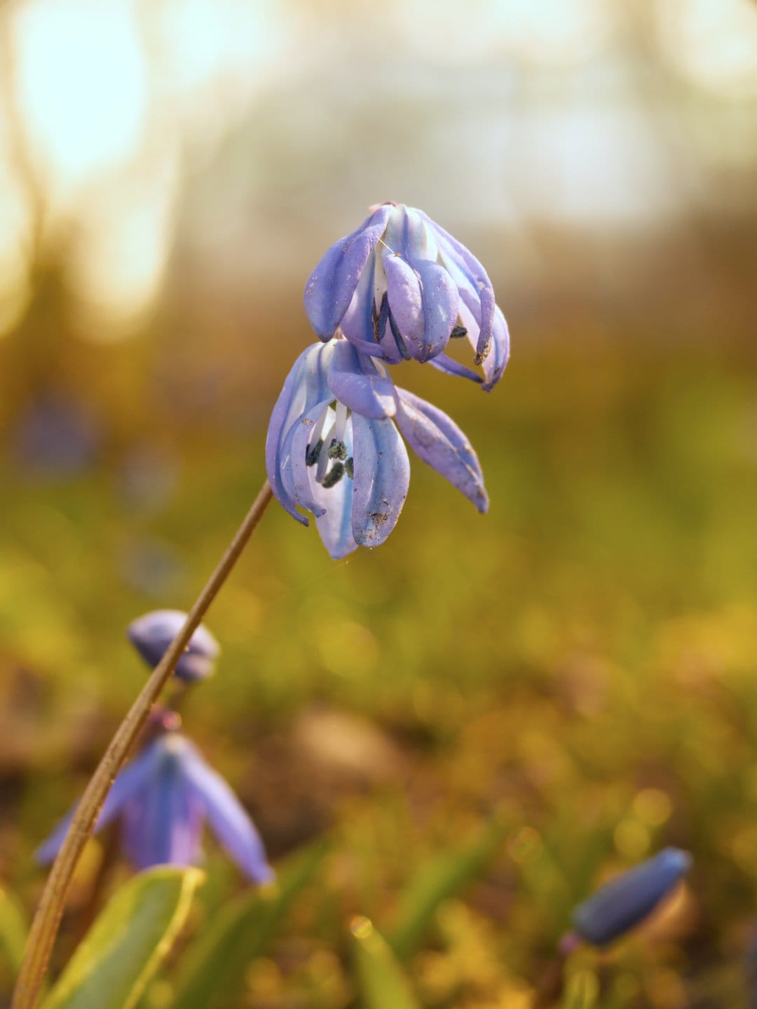 Blue Scilla blossoms with detailed petals glow in morning light against a blurred yellow and green background.