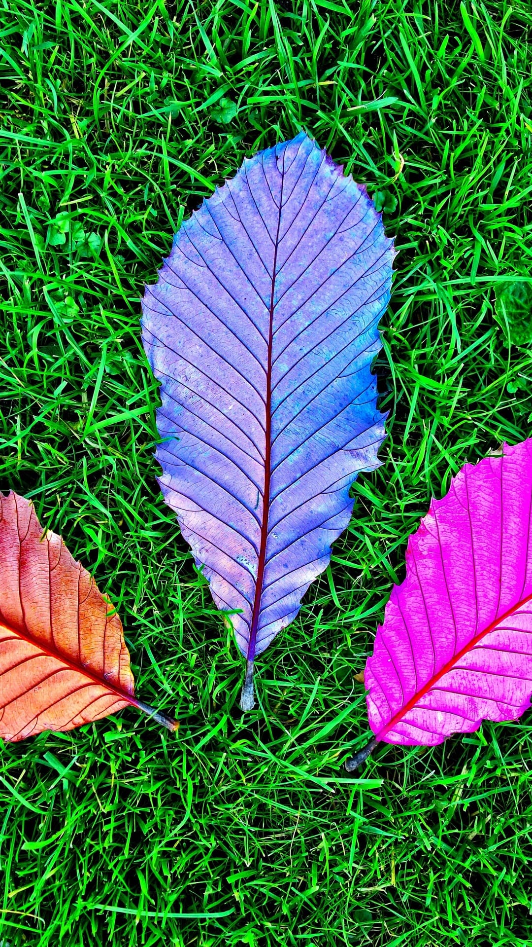 Purple, pink, and orange leaves with detailed vein patterns rest on a bed of green grass in a macro view.