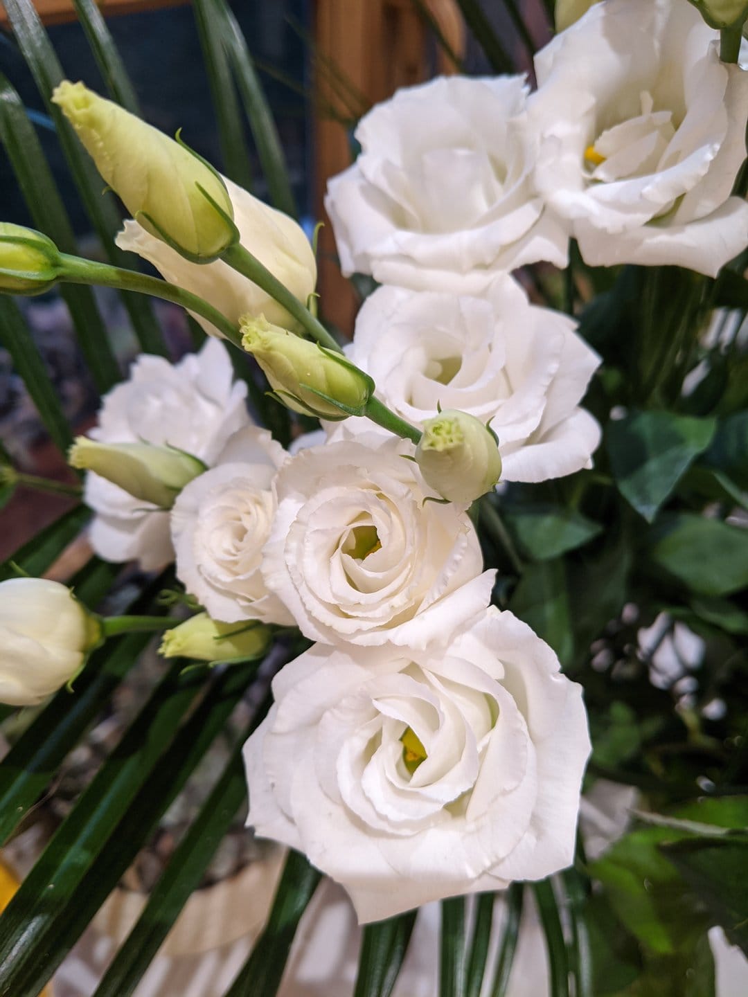White Eustoma flowers with ruffled petals and yellow centers rest against dark green palm fronds and pale buds.