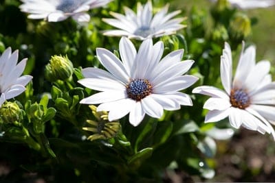 African daisy, Osteospermum, white flowers, blue center, garden, floral, nature, flower photography, blooming, summer flowers, perennial, sunshine, delicate petals, close-up, botanical, garden beauty, outdoor, spring flowers, seasonal, vibrant, flora