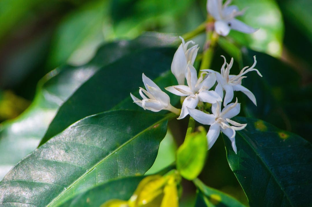 Star-shaped white coffee blossoms cluster on glossy green leaves in a detailed macro vertical photography view.