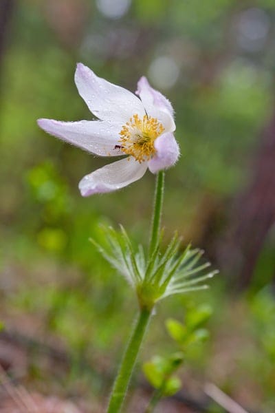 White flower with yellow center and an ant on a petal covered in raindrops against a blurred green forest.