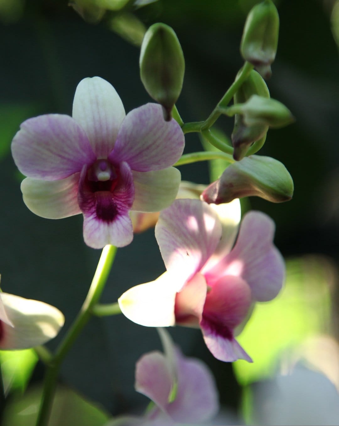 Pink and white orchid flowers with dark magenta centers and small green buds on a slender vertical stem.