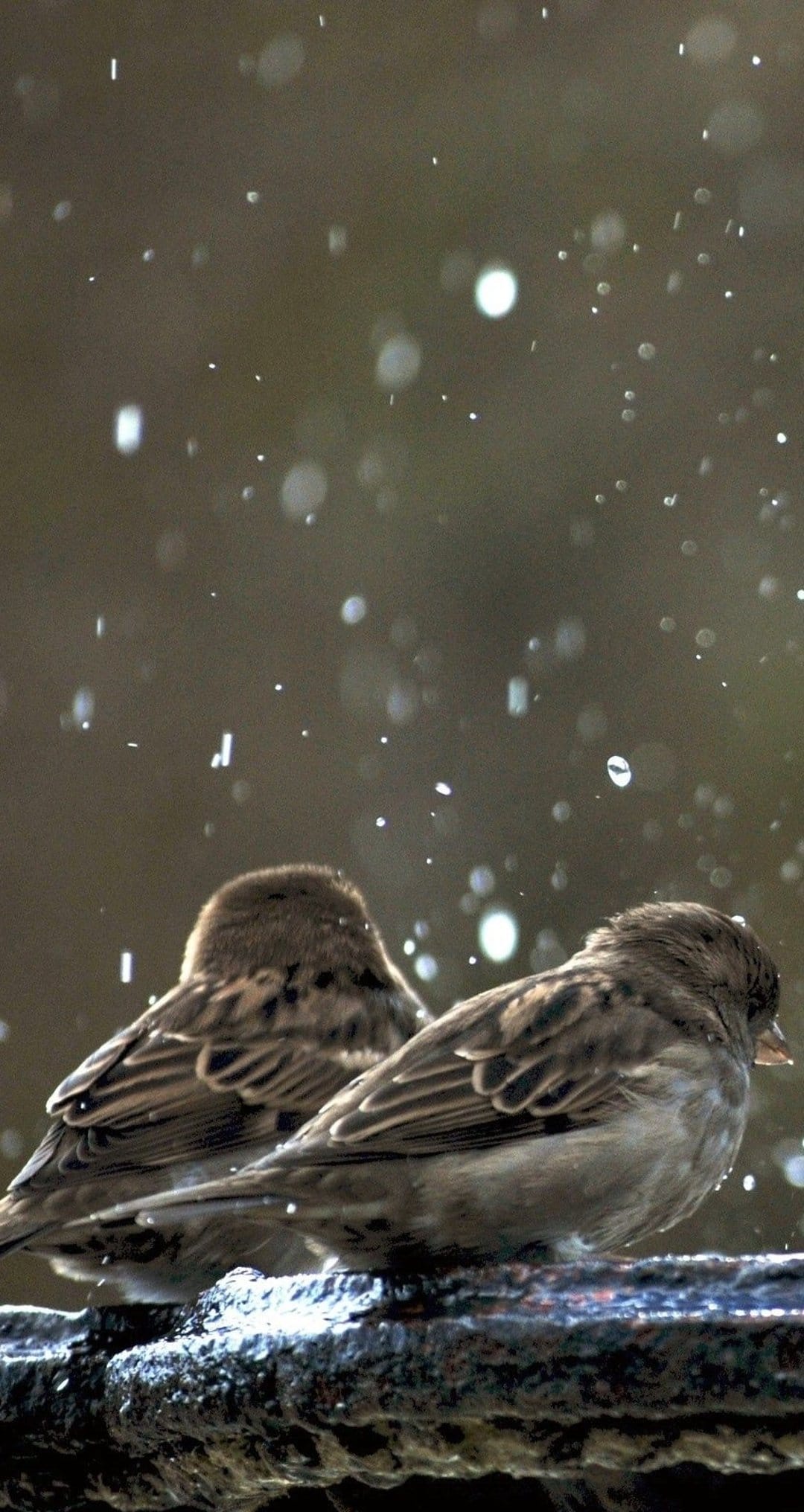 Two brown sparrows huddle together on a wet wooden ledge as tiny rain droplets rest on their soft feathers.