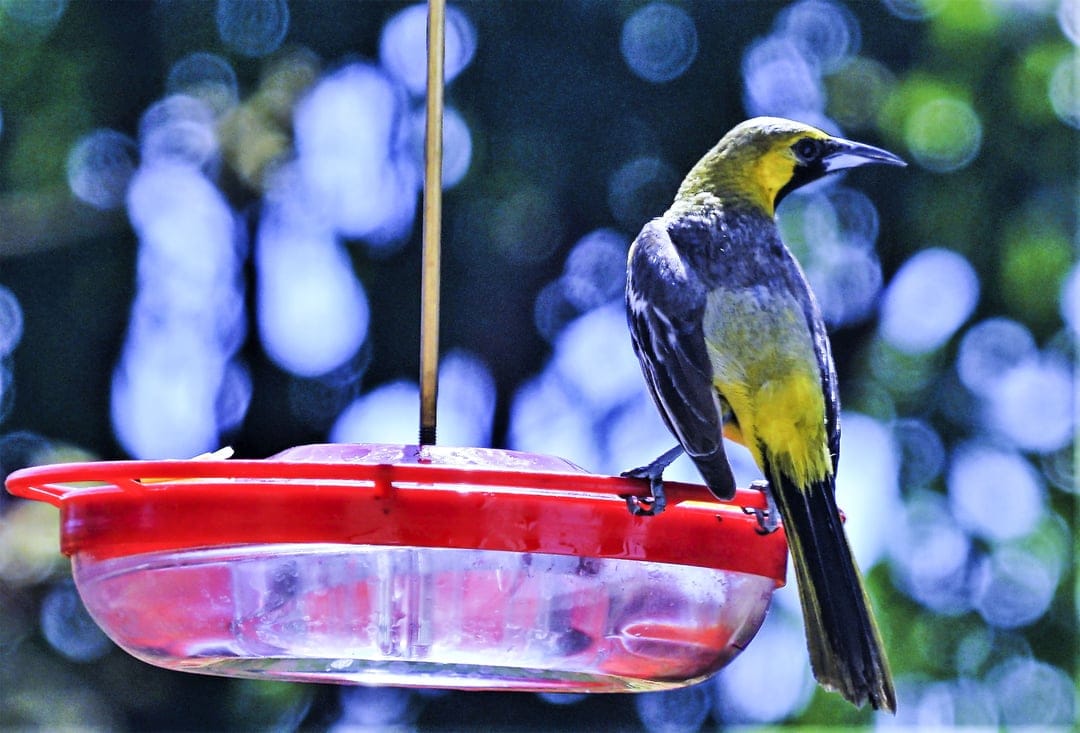 Yellow and gray oriole perches on a red plastic nectar feeder against a blurred blue and green bokeh background.
