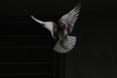 Dove,Dove wallpaper,Dove desktop wallpaper,birds wallpaper,birds