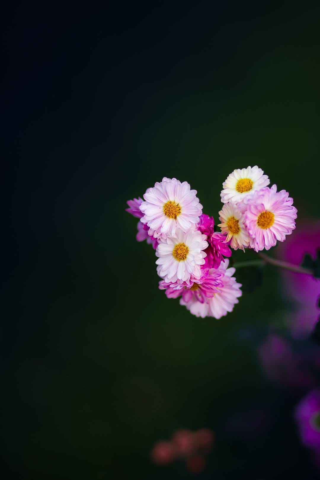 Pink and white chrysanthemums with yellow centers bloom against a dark, blurred backdrop in a close-up view.