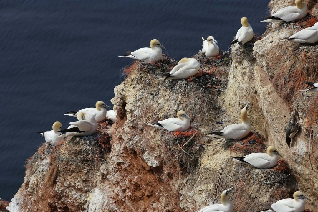 Northern gannets with yellow crowns nest on dark rocky ledges overlooking deep blue ocean water in daylight.