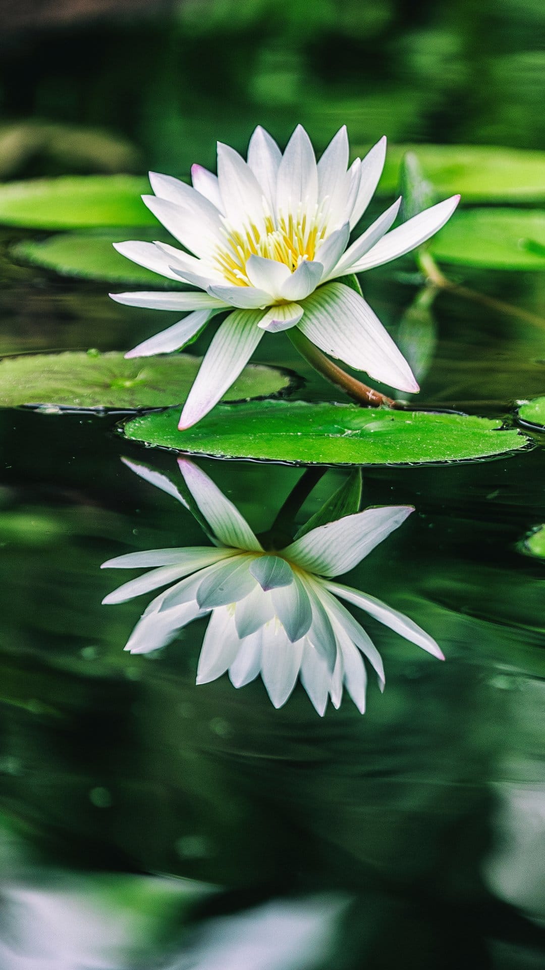 White lotus flower with open petals reflects on dark, still pond water among green lily pads in a serene setting.