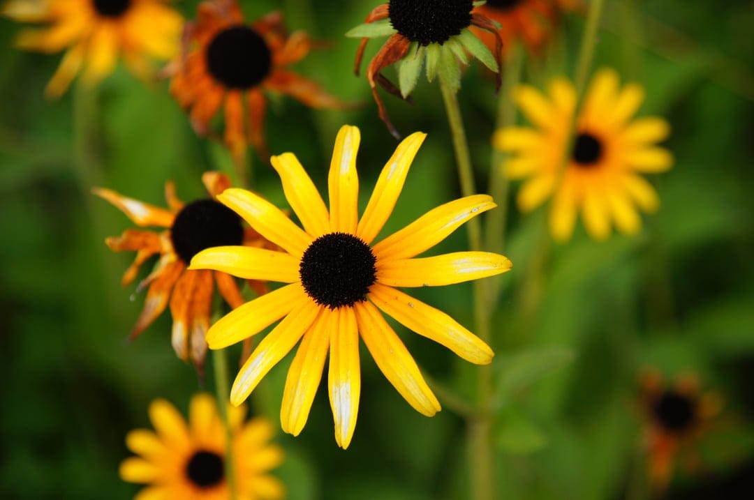 Black-Eyed Susan flowers with vibrant yellow petals and dark brown centers against a soft green garden backdrop.