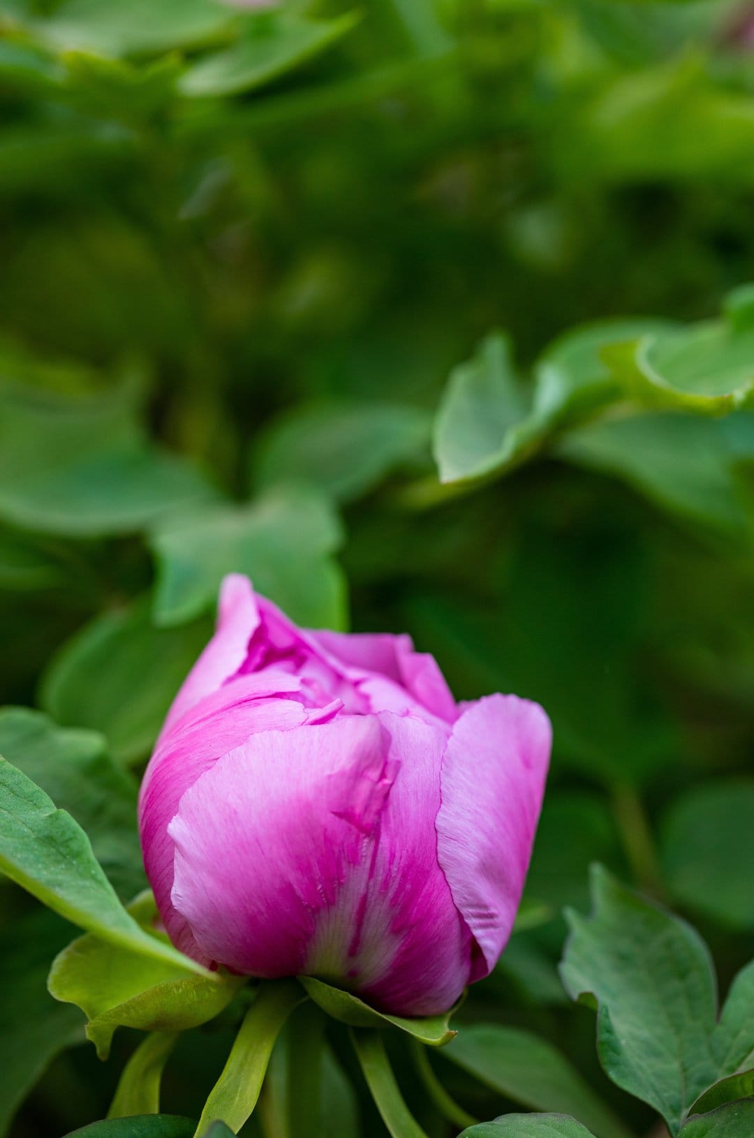Pink peony bud with delicate veins unfurls among blurred green leaves in a close-up vertical nature photograph.