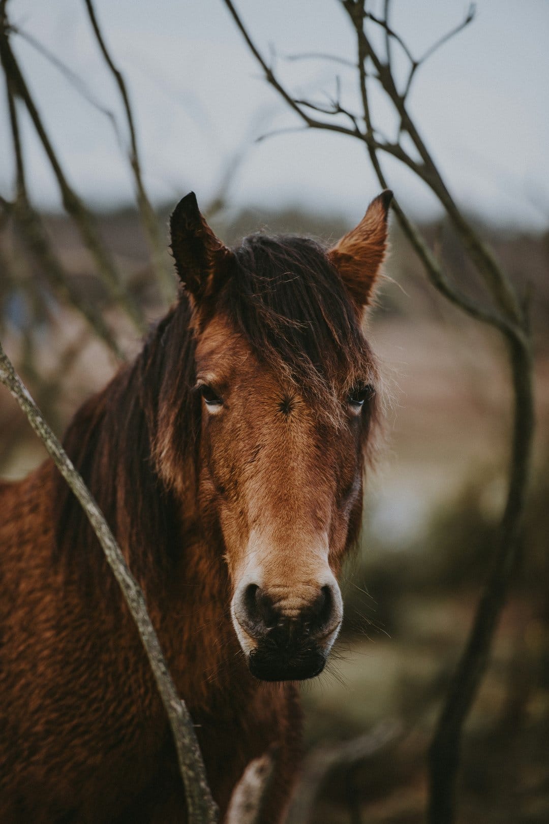 Brown horse face with a dark mane looking through thin bare branches against a soft blurred natural landscape.
