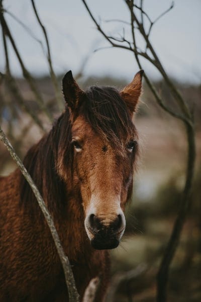 Horse,Horse wallpaper,Horse desktop wallpaper,animal,iPhone Horse wallpaper